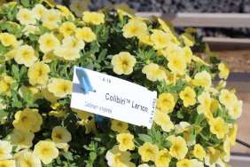Colibri™ Lemon