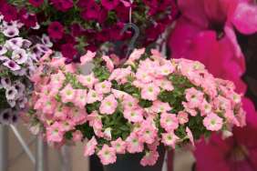 Capella™ Baby Pink