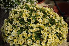 Colibri™ Lemon