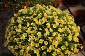 Colibri™ Yellow Canary