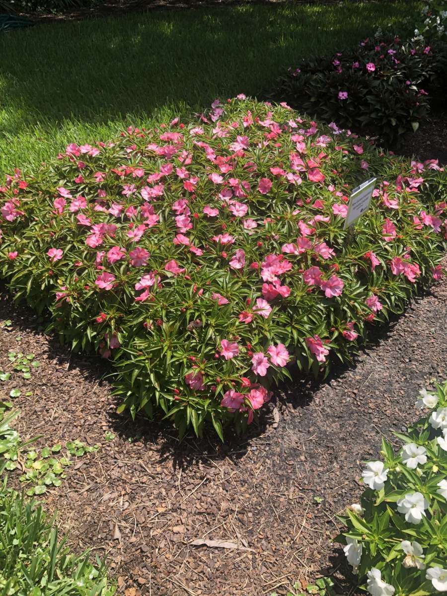 Harmony® Colorfall™ Light Coral