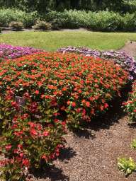 Harmony® Colorfall™ Neon Red