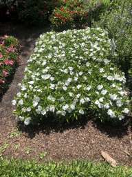Harmony® Colorfall™ White