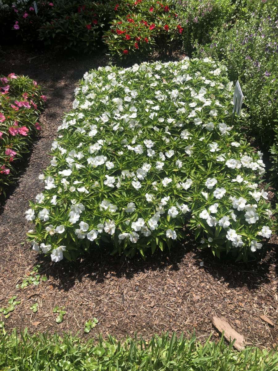 Harmony® Colorfall™ White