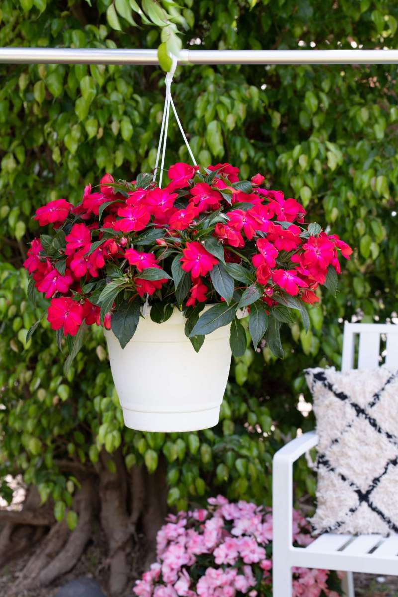 Harmony® Colorfall™ Neon Red
