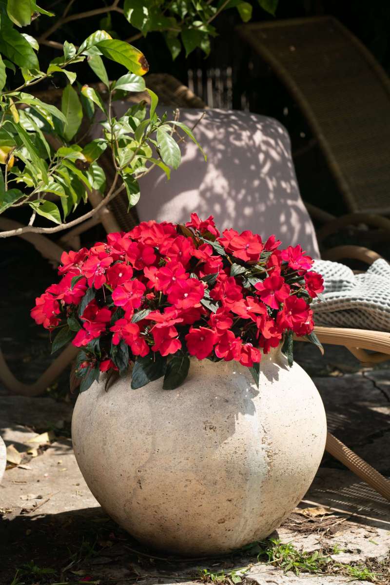 Harmony® Colorfall™ Neon Red