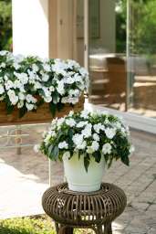 Harmony® Colorfall™ White