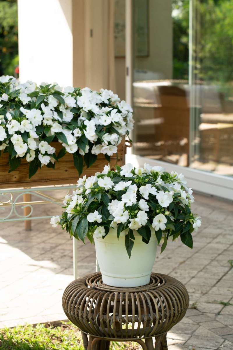 Harmony® Colorfall™ White
