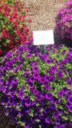 Colibri™ Purple Lace