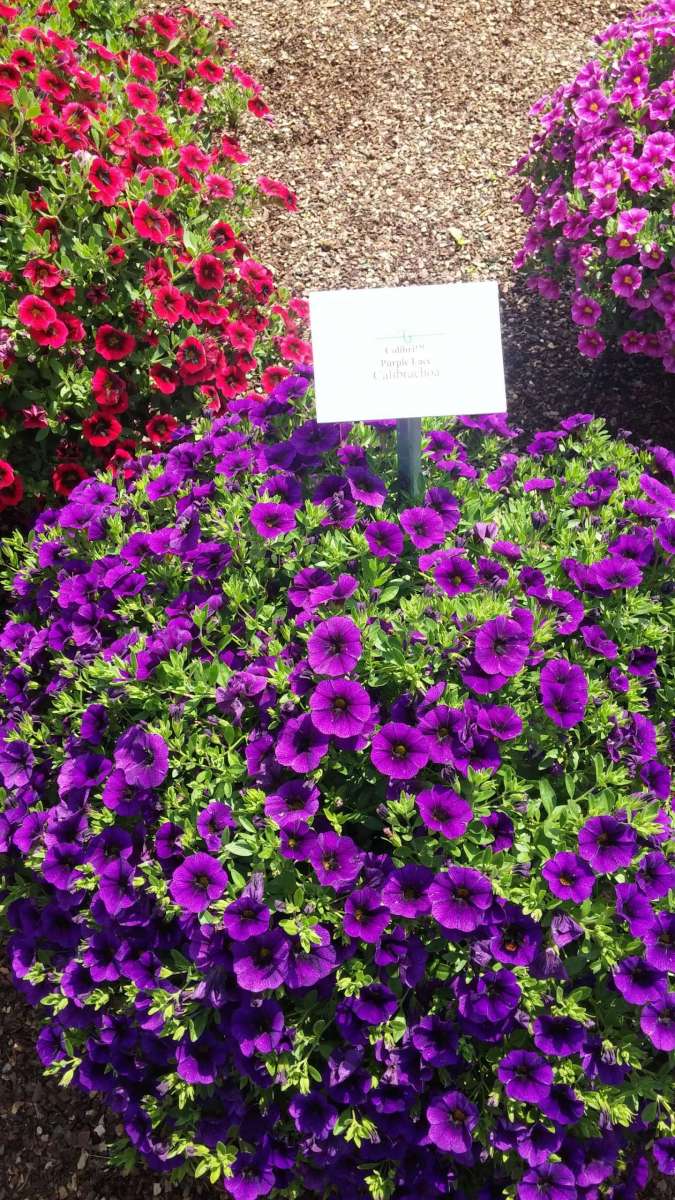 Colibri™ Purple Lace