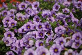 Eyeconic™ Purple