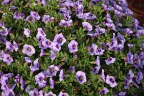 Eyeconic™ Purple