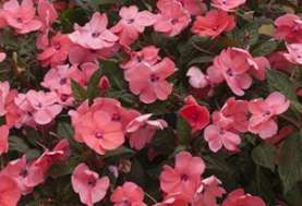 SunPatiens® Compact Coral Pink