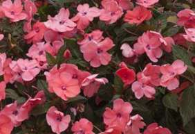 SunPatiens® Compact Coral Pink