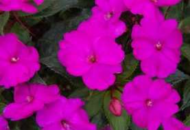 SunPatiens® Compact Purple