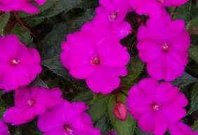 SunPatiens® Compact Purple