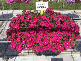 Colibri™ Fuchsia