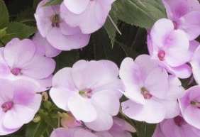 SunPatiens® Compact Orchid Blush