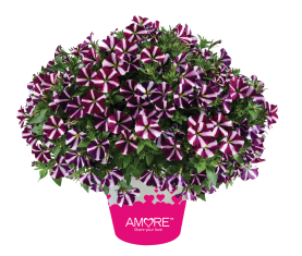 Amore® Fluttering Heart