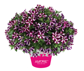 Amore® Fluttering Heart