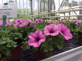 Capella™ Pink Lace