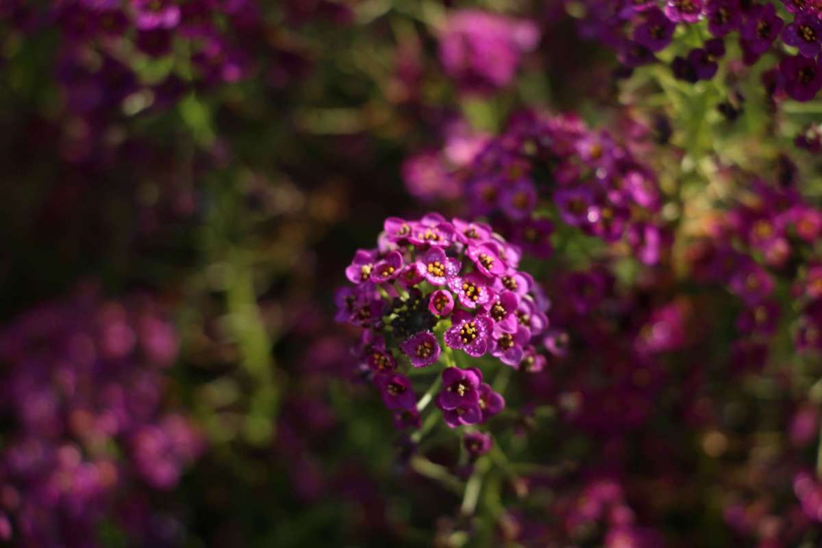 Purple Imp. Stream™