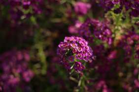 Purple Imp. Stream™