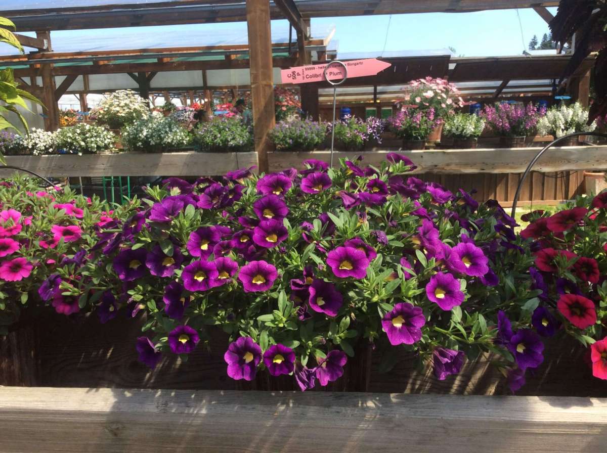 Colibri™ Plum