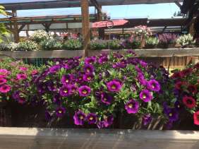 Colibri™ Plum