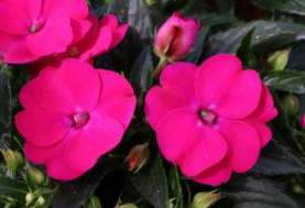 SunPatiens® Vigorous Rose Pink