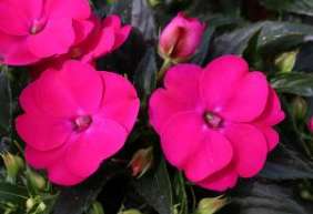 SunPatiens® Vigorous Rose Pink