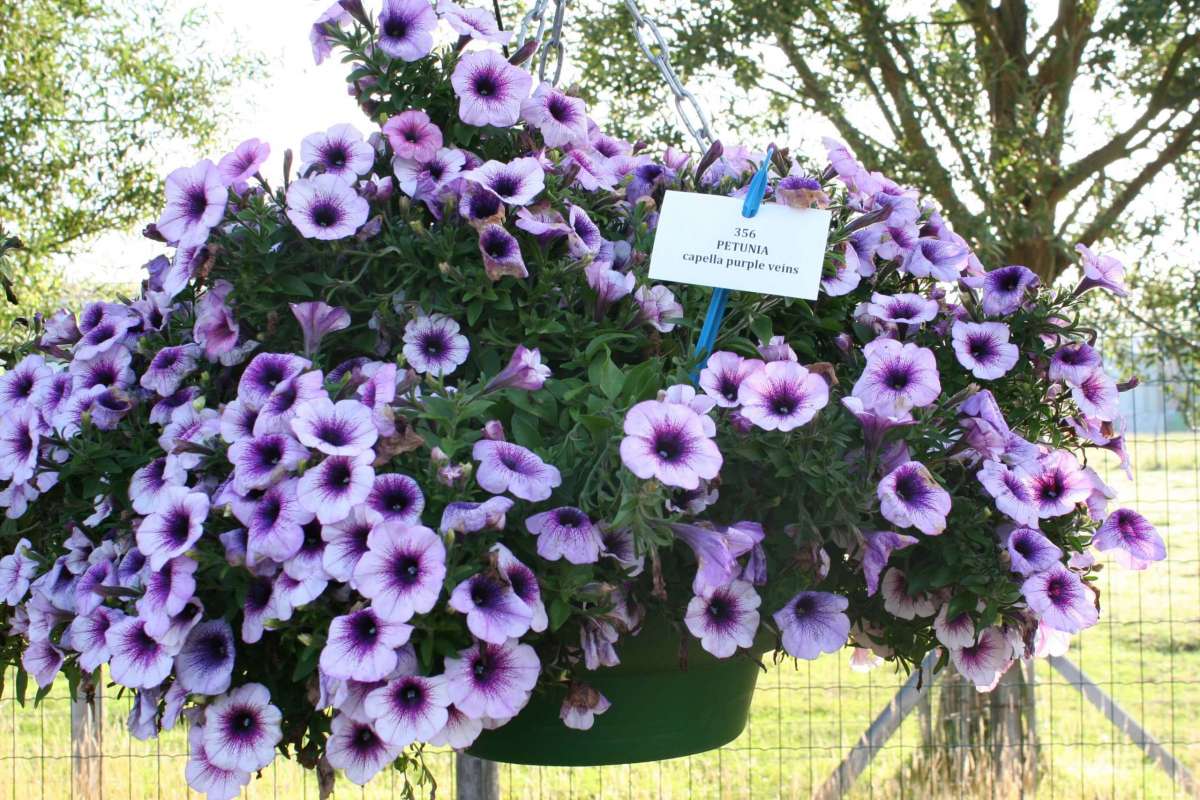Capella™ Purple Veins