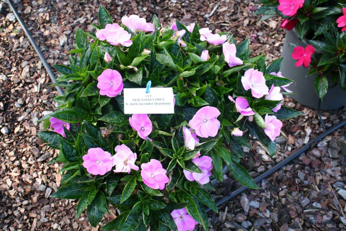 Harmony® Dark Lavender