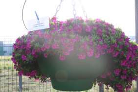 Colibri™ Fuchsia