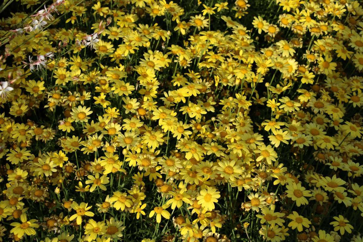 Sunny Spring™