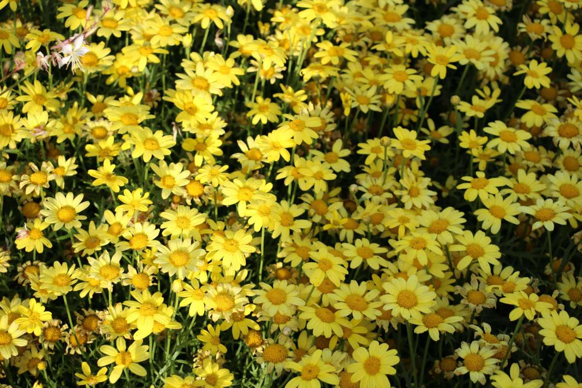 Sunny Spring™