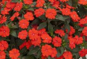 SunPatiens® Vigorous Orange Imp.