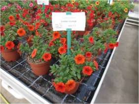 Colibri™ Orange