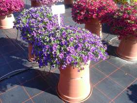 Colibri™ Plum