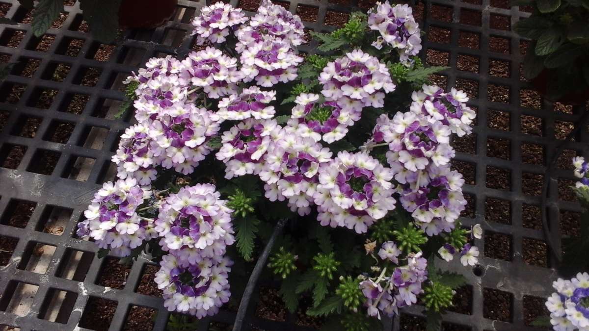Vanessa™ Compact Bicolor Purple