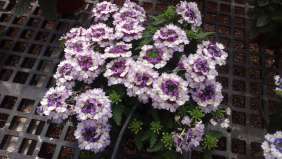 Vanessa™ Compact Bicolor Purple