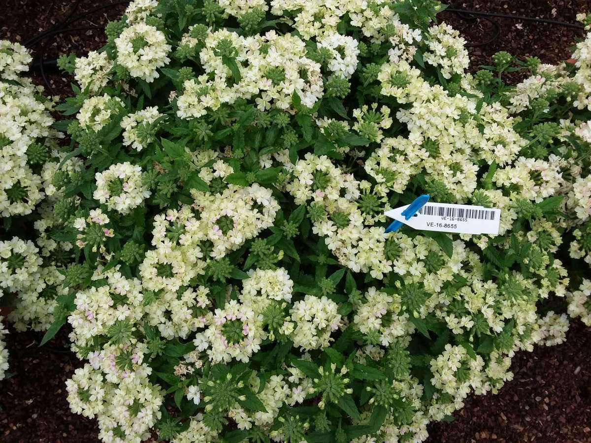 Vanessa™ Compact Lime