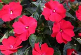 SunPatiens® Vigorous Red