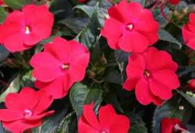 SunPatiens® Vigorous Red