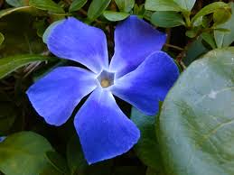 Vinca High Color