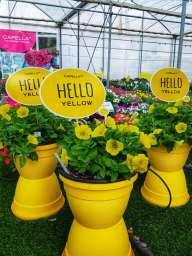 CAPELLA™ Hello Yellow