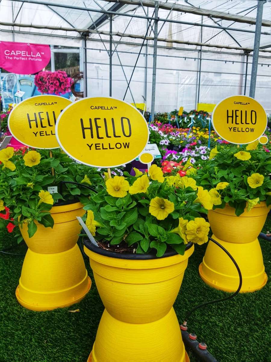 CAPELLA™ Hello Yellow