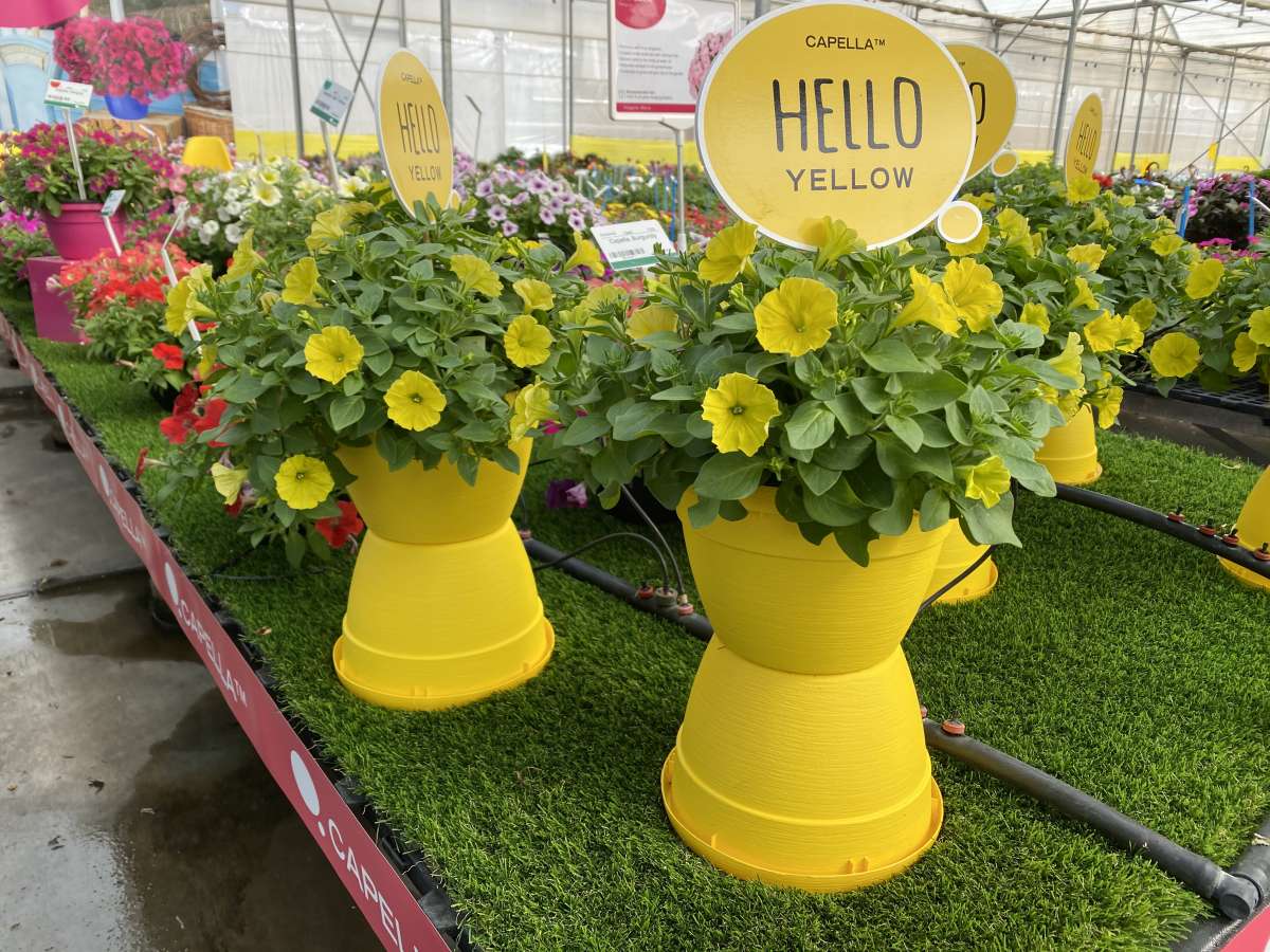CAPELLA™ Hello Yellow