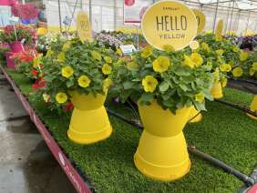 CAPELLA™ Hello Yellow