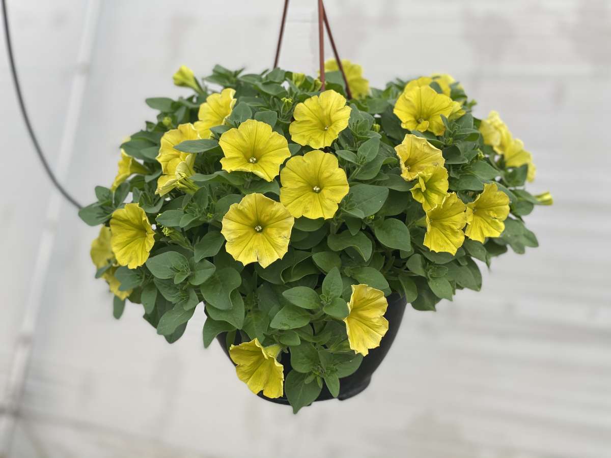 CAPELLA™ Hello Yellow